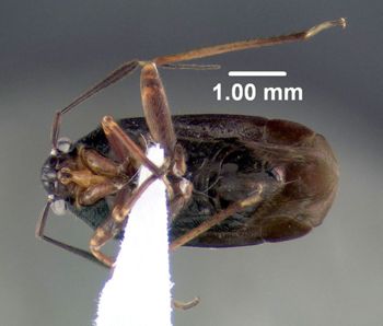 Media type: image;   Entomology 619509 Aspect: habitus ventral view